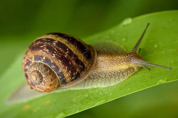 蜗牛适合养在什么容器，选择透气性好的容器来进行养殖