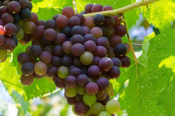 葡萄怎么保存才能保鲜时间长，冻硬后的葡萄口感会有所改变
