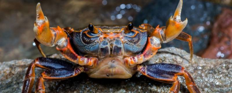 虽然河蟹很肥美，但是活螃蟹怎么保存