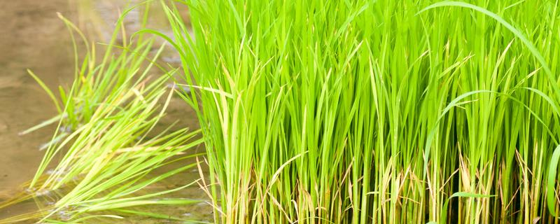水稻苗期的主要病虫害防治技术要点,酸化床土可有效抑制病毒活动