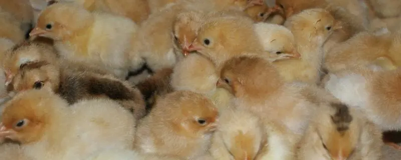 鸡苗养殖方法，笼养肉鸡的鸡舍必须是一个完全密闭的