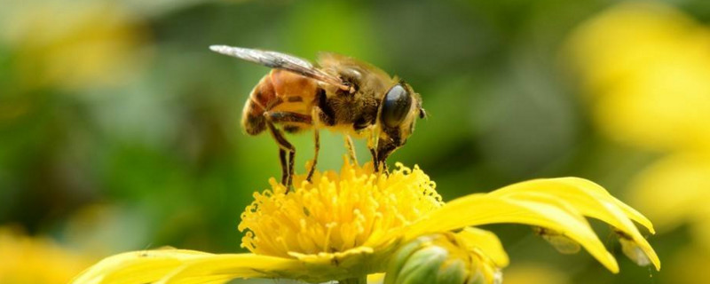 怎么识别蜜蜂即将分蜂，新建造的蜂箱往往是划分群体的一个明显信号