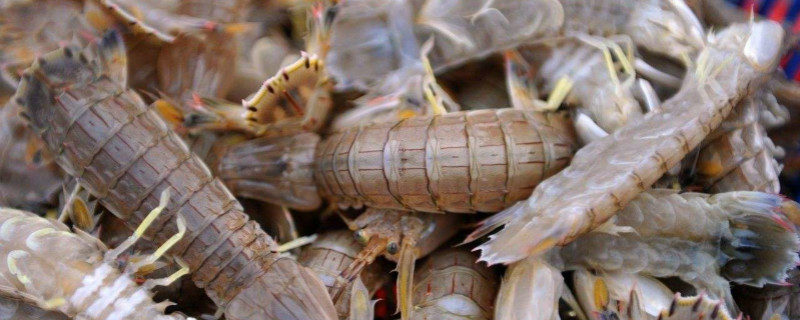 皮皮虾的养殖方法，皮皮虾苗种合理的放养也是养殖成功的关键之一