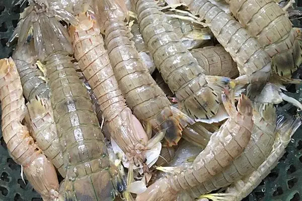 皮皮虾的养殖方法，皮皮虾苗种合理的放养也是养殖成功的关键之一