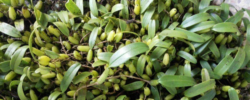 新鲜石橄榄可以种植吗，种植方法