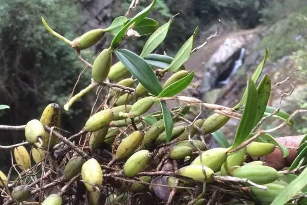 新鲜石橄榄可以种植吗，种植方法