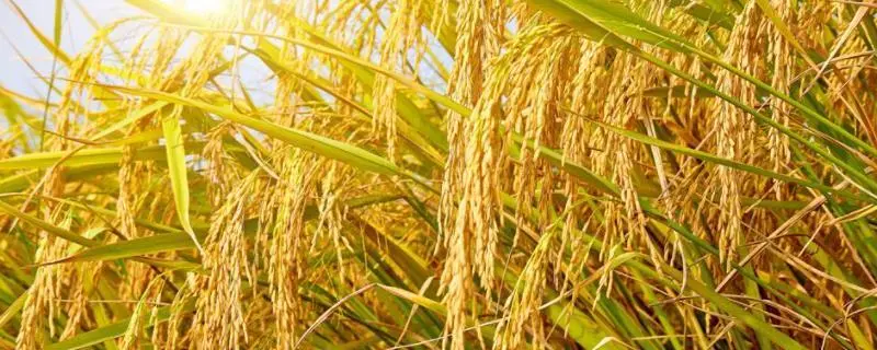 水稻的产量构成三要素，请问水稻产量三要素是什么