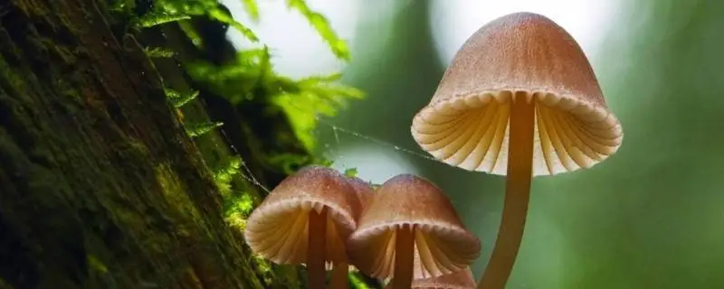 蘑菇怎么焯水，正确的方法和技巧