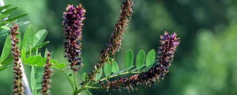 紫穗槐种子种植方法，如何让种子快速发芽