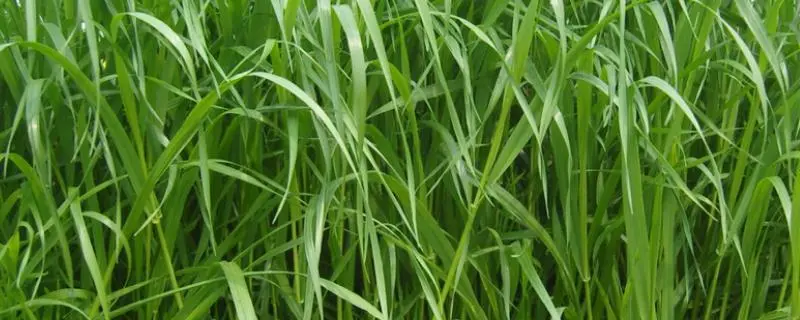 黑麦草的种植季节和种植方法，主要是春季
