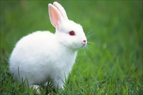 兔子的养殖技术,按照大小来进行分开饲养