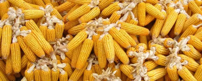 玉米价格又崩了，干玉米市场价多少钱一斤