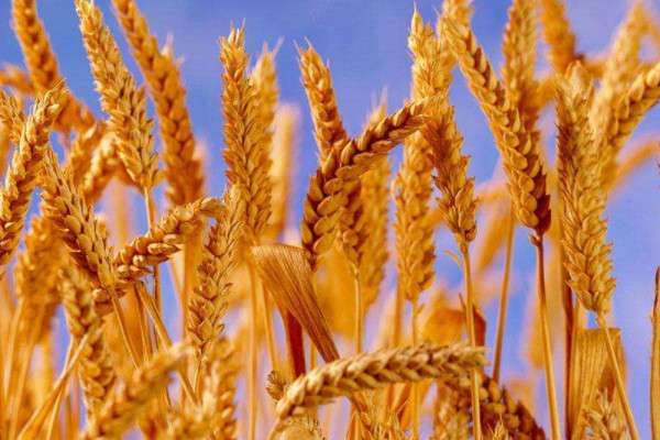 冬小麦和春小麦有什么区别，11月份小麦价格