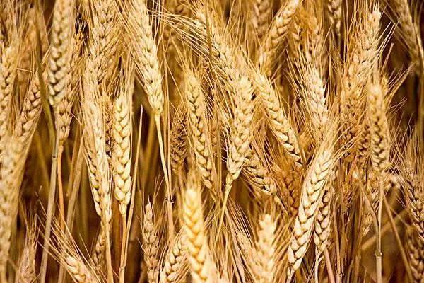 冬小麦和春小麦有什么区别，11月份小麦价格