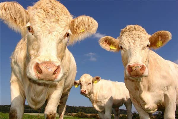 养牛技术，饲料的选择和配比至关重要