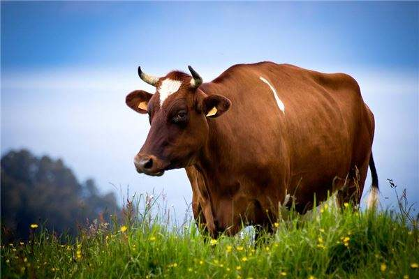 现在养牛前景如何，养牛的成本和利润是怎样