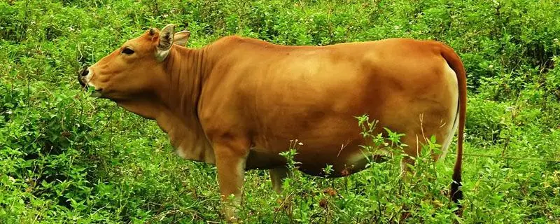 鲁西黄牛的优缺点是什么,如何养殖管理