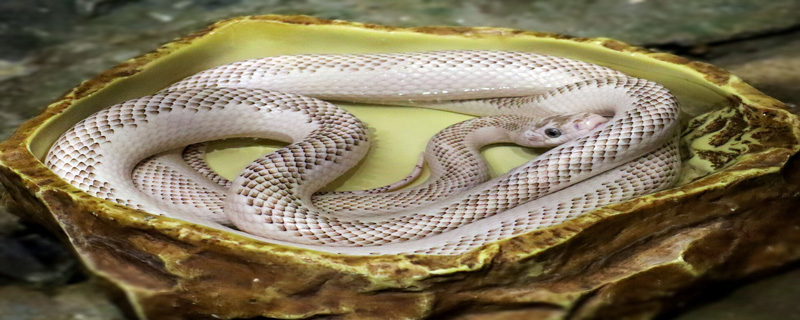 养蛇技术如何养蛇，需要了解不同蛇种的特点和习性