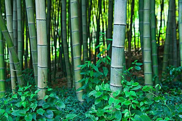 毛竹种子几年能长大，需要多长时间才能成长为成熟竹子