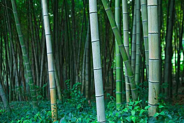 毛竹种子几年能长大，需要多长时间才能成长为成熟竹子