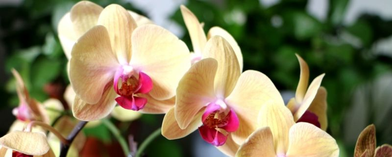 蝴蝶兰的最佳种植方法，最好在室内或温室中进行种植