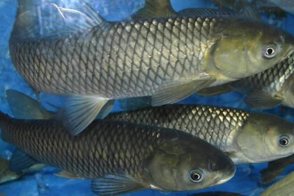 草鱼的养殖技术，与鲫鱼等鱼类混养可以提高养殖效益