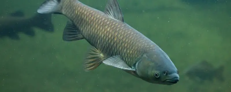 草鱼的养殖技术，与鲫鱼等鱼类混养可以提高养殖效益