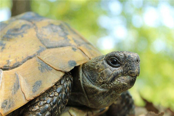 陆龟的养殖方法，需要一个宽敞舒适的栖息地