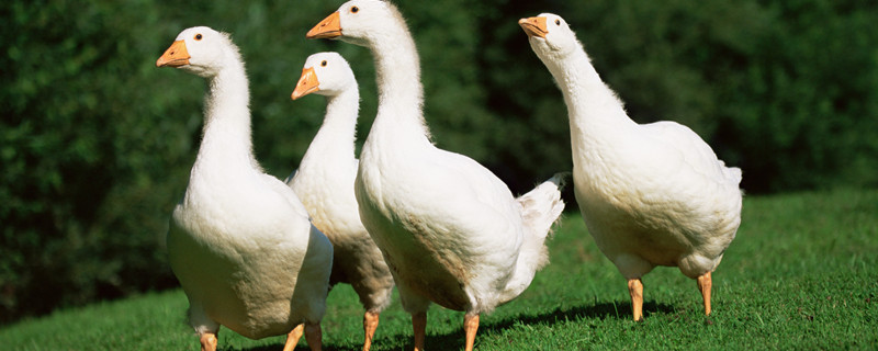 养殖鹅需注意的10大要点，饲养密度对于鹅的健康至关重要