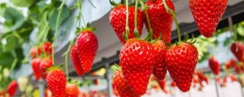 草莓种植最佳时间是什么时候,草莓是怎么种植的