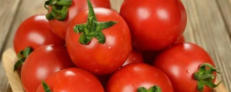 番茄如何才能高产,西红柿苗的种植方法