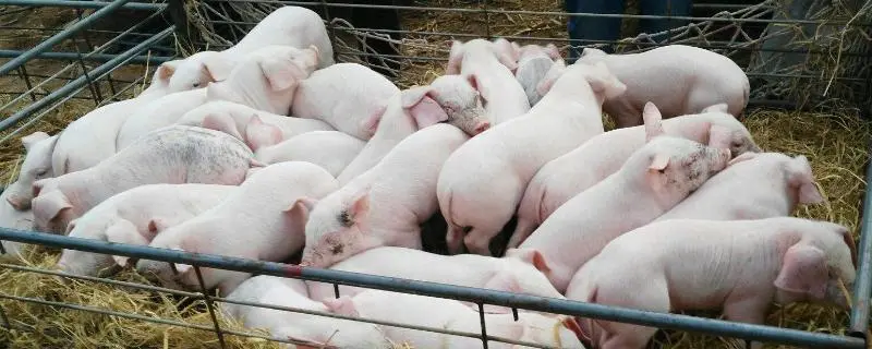 首先需选择优质种猪品种，如何选择适合自己的种猪