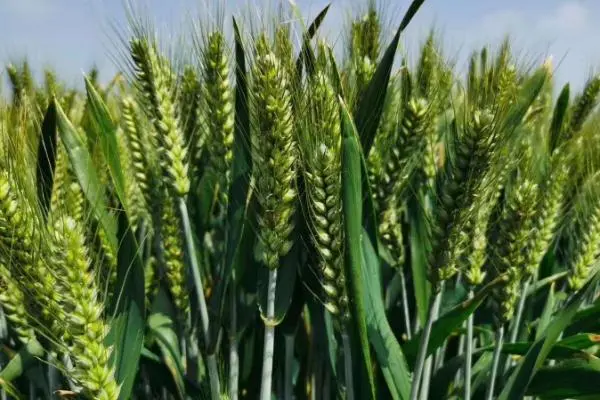 小麦怎么繁殖，有哪些简单易行的方法