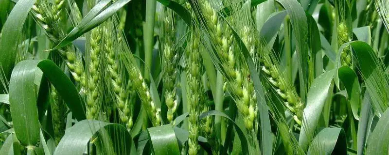 小麦怎么繁殖，有哪些简单易行的方法