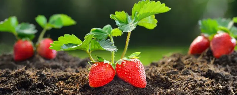 草莓的根茎腐烂原因，及防治方法