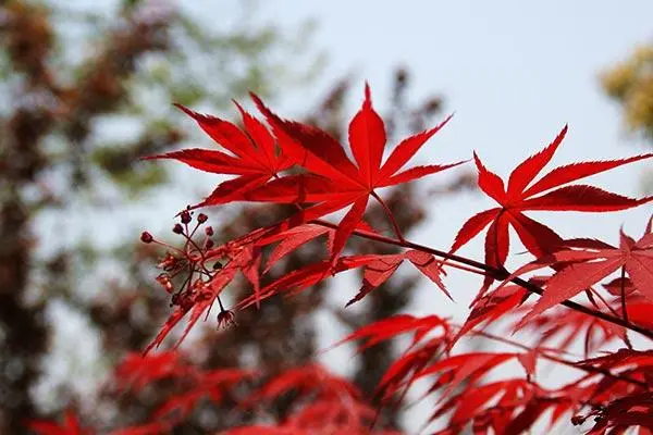 红枫栽培技术与管理方法，如何让你的红枫树健康成长