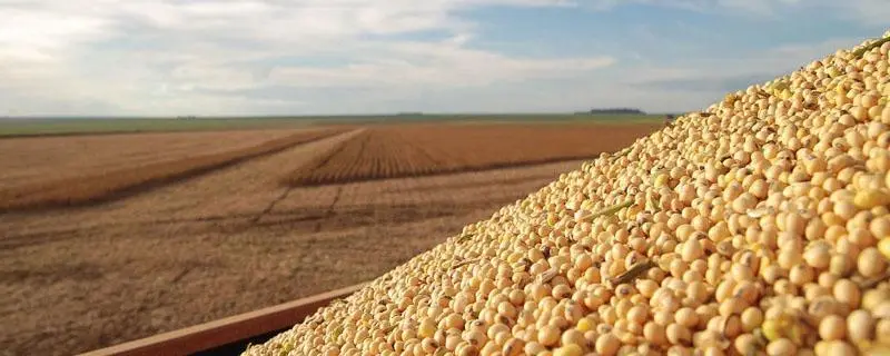 现在大豆多少钱一斤？近期会涨吗？