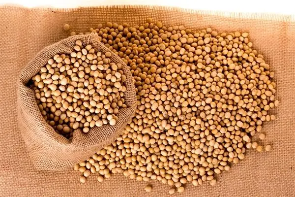 现在大豆多少钱一斤？近期会涨吗？