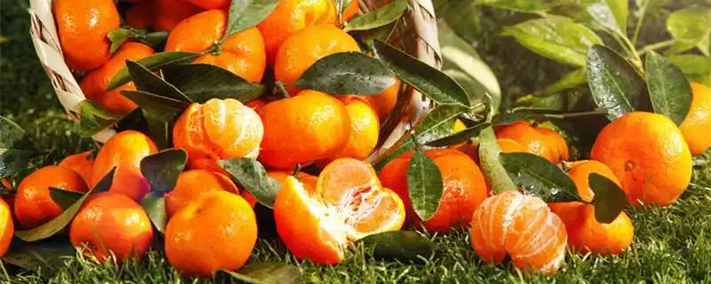 砂糖橘有什么特点，砂糖橘味道好，含有丰富的营养物质