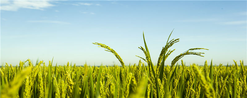 水稻新突破，对农业有何影响