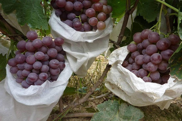 葡萄套袋技术，如何提高葡萄品质与产量