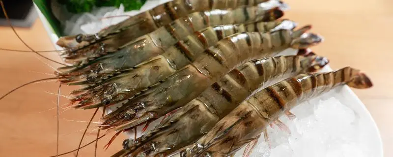 黑虎虾能否在淡水中养殖，黑虎虾的养殖方法