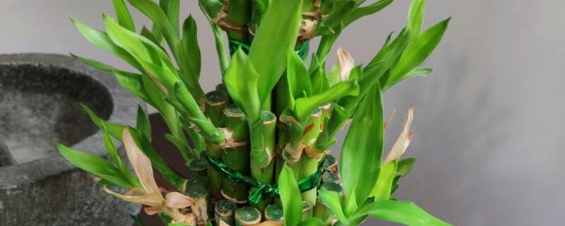 新买的富贵竹怎么养才旺盛，如何给富贵竹浇水