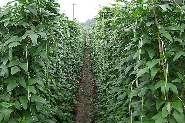 豇豆种植技术与田间管理，精选品种与田块