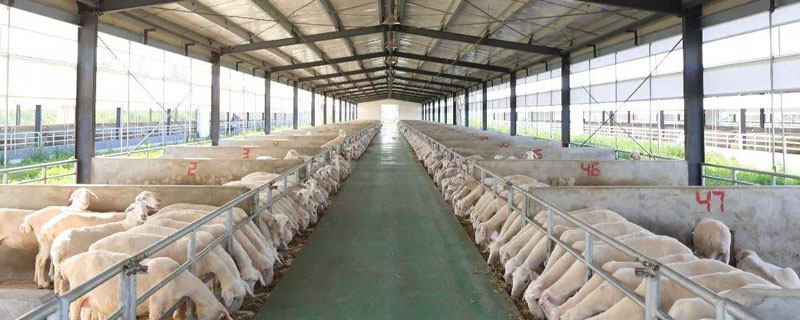 正确的养羊技术和养殖方法，可以提高羊的产量和品质