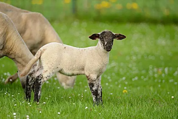 正确的养羊技术和养殖方法，可以提高羊的产量和品质