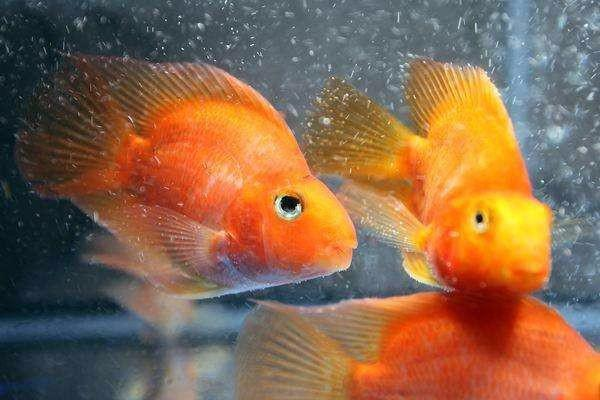 鱼的人工繁殖要注意什么，合理搭配放养