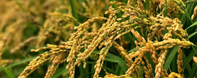 水稻应该怎么种植,选择适合当地生长的优良品种非常重要
