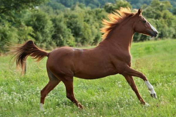 马的养殖方法有哪些，马舍应该有足够大的面积和空间供马匹休息和活动