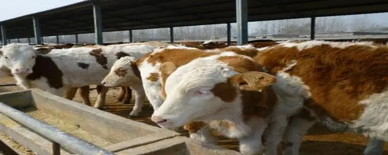 现代化养牛，高效经营和科技养殖技巧
